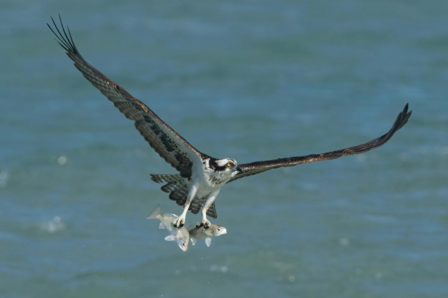 Mark Smiths bilde av en fiskeørn.